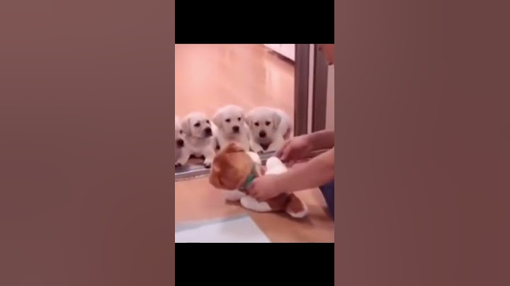 中国の犬のしつけ方が天才すぎるww