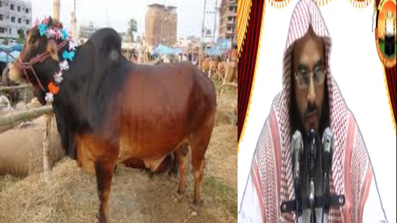 কোরবানি সাত ভাগের এক ভাগ এক পরিবারের জন্য যথেষ্ট হবে কি ? মতিউর রহমান মাদানী || Bangla waz Short