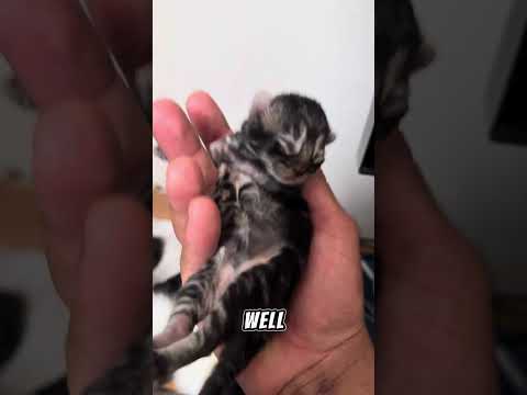 Help Me Name My Kittens
