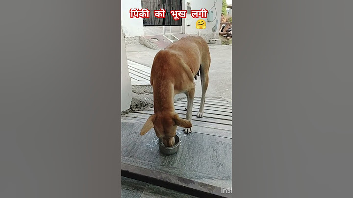 भूख सबको लगती है, इंसान हो या बेजुबान || #shorts #dog #viral #doglover  || Asha Rathi