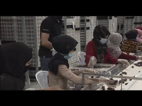 العاملات الأردنيات بأجر يومي بين غياب الدعم الحكومي وشبح البطالة 🇯🇴