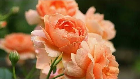 (ص ٦١ سورة آل عمران) - القارئ الشيخ مشاري راشد العفاسي حفظه الله تعالى ...