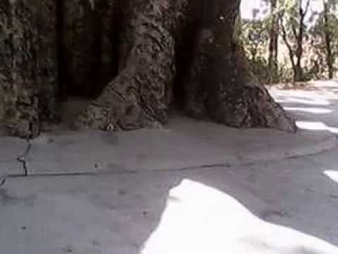 Rewa District video