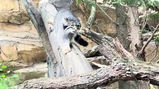 アブリコースちゃん マヌルネコ 那須どうぶつ王国 2026年6月28日 IMG 5992