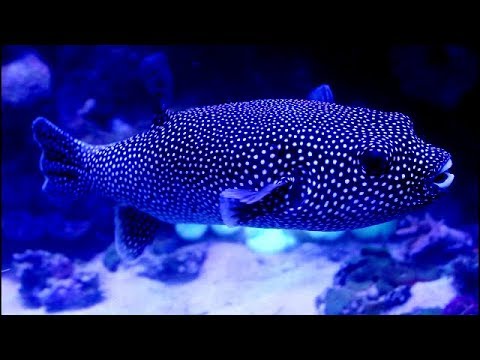 Beautiful Black Guineafowl Puffer Fish  ( Arothron meleagris)