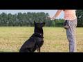 Why Your German Shepherd Stops Paying Attention During Training