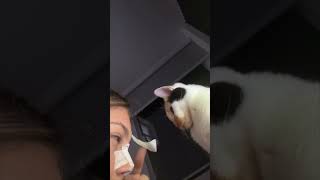 Owner Sticks Tape on Cat's Face Causing Funny Reaction
