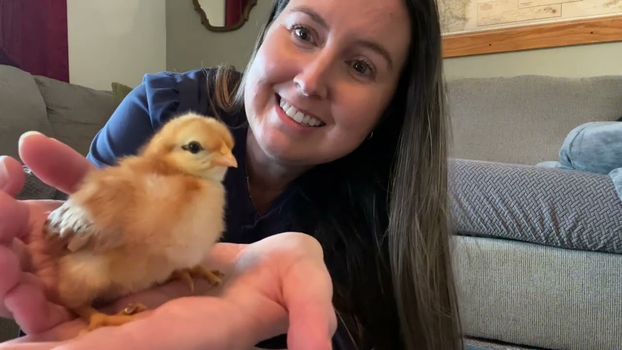 Introducing Baby Chicks to Dogs and Giving a Chick a BATH!! 