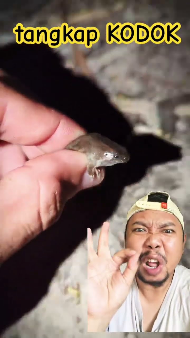 TANGKAP KODOK MUNGIL’!!!??? #frogging #frogling #frog #toad #reptiles #shorts