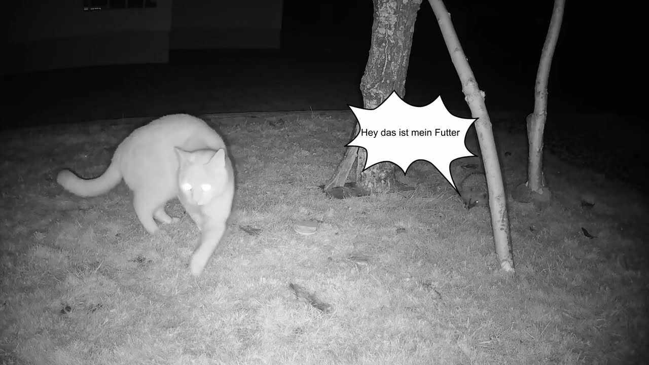 Wildkamera im Garten