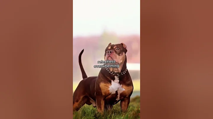Pitbull vs German Shepherd 🐶⚔️ | Real Comparison! #Shorts