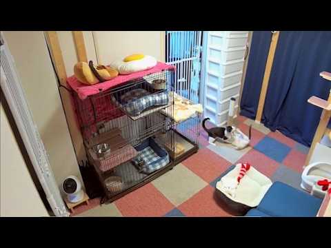 大福＆白玉　部屋内1・ケージライブ配信
