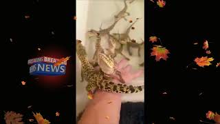 Baby Crocs - Greeting laser noises