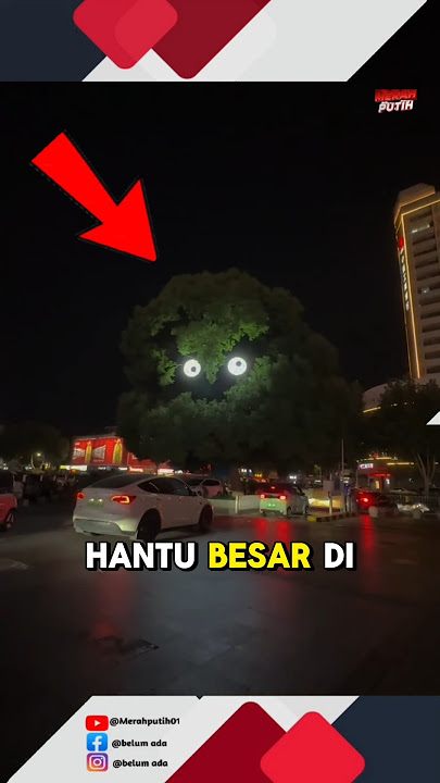 Mengerikan ada burung hantu besar di tengah kota😨