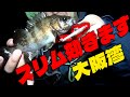 大阪湾でメバルプラッギングはこいつがオススメ