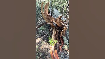 Tree Destroyed by Strong Winds | New Zealand #nature #outdoorsman #tree #scenery #tramping #hiking