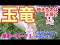 【6年でこんな状態】今から玉竜を植えようと思っている方、こうした方がいいと思いますよ〜！（若干失敗例）#diy #グラウンドカバー#庭作り