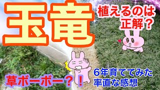 【6年でこんな状態】今から玉竜を植えようと思っている方、こうした方がいいと思いますよ〜！（若干失敗例）#diy #グラウンドカバー#庭作り