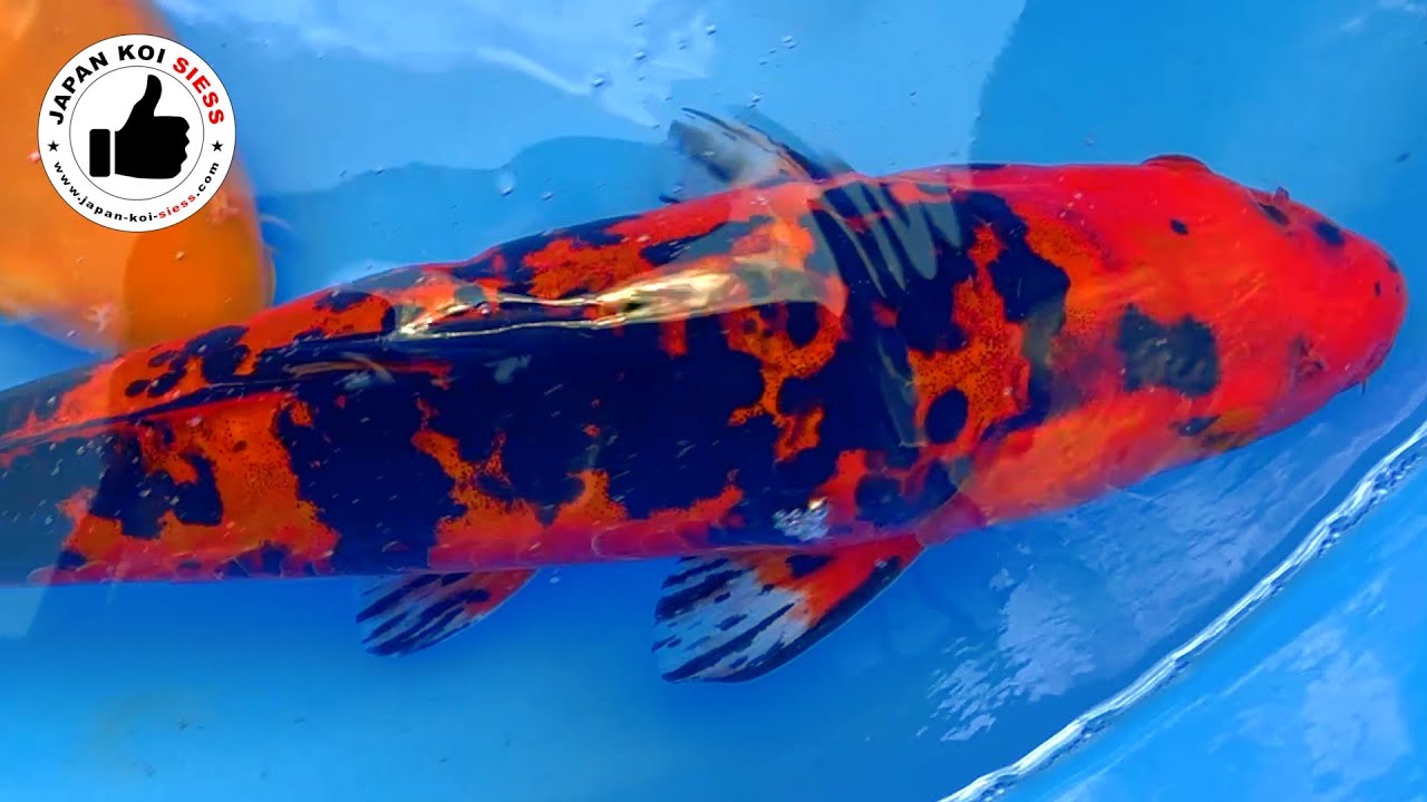 KONISHI Koi 2025 - Wenn die Kunden sich nicht entscheiden können ...