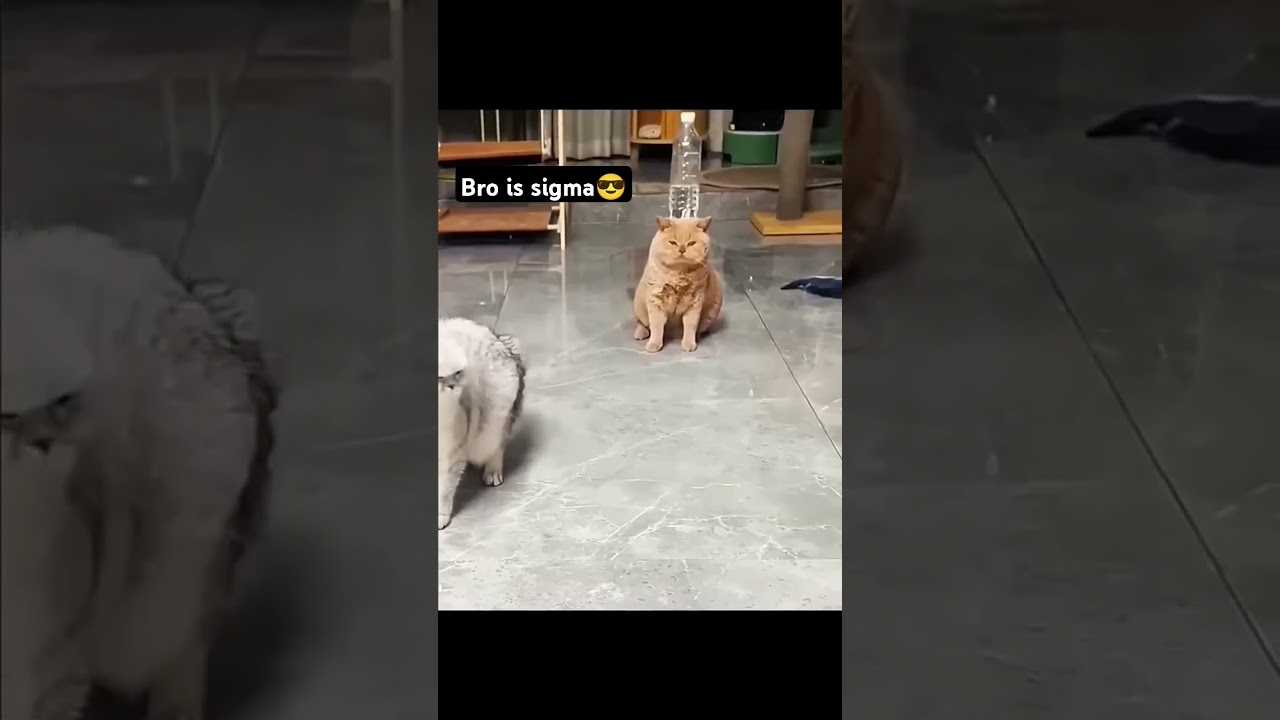 Bro thinks he is Sigma😈😎 