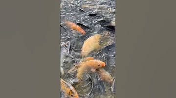 Điềm lạ gì nữa đây cá lên bờ.! #noioccuc #kyrauvolgs