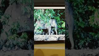 Elephas Maximus Borneensis Sound Effects