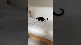 Cat's Bed Toilet Mishap Averted Just Barely