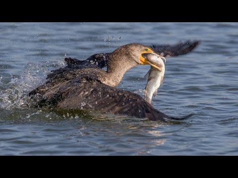 Amazing Fishing by Ducks || Fish Catching || awesome - YouTube