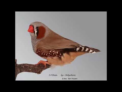 طفرة الفاون Fawn Mutation