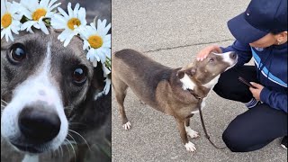 Rescue Of Stray Dog Living In A Forest - Update