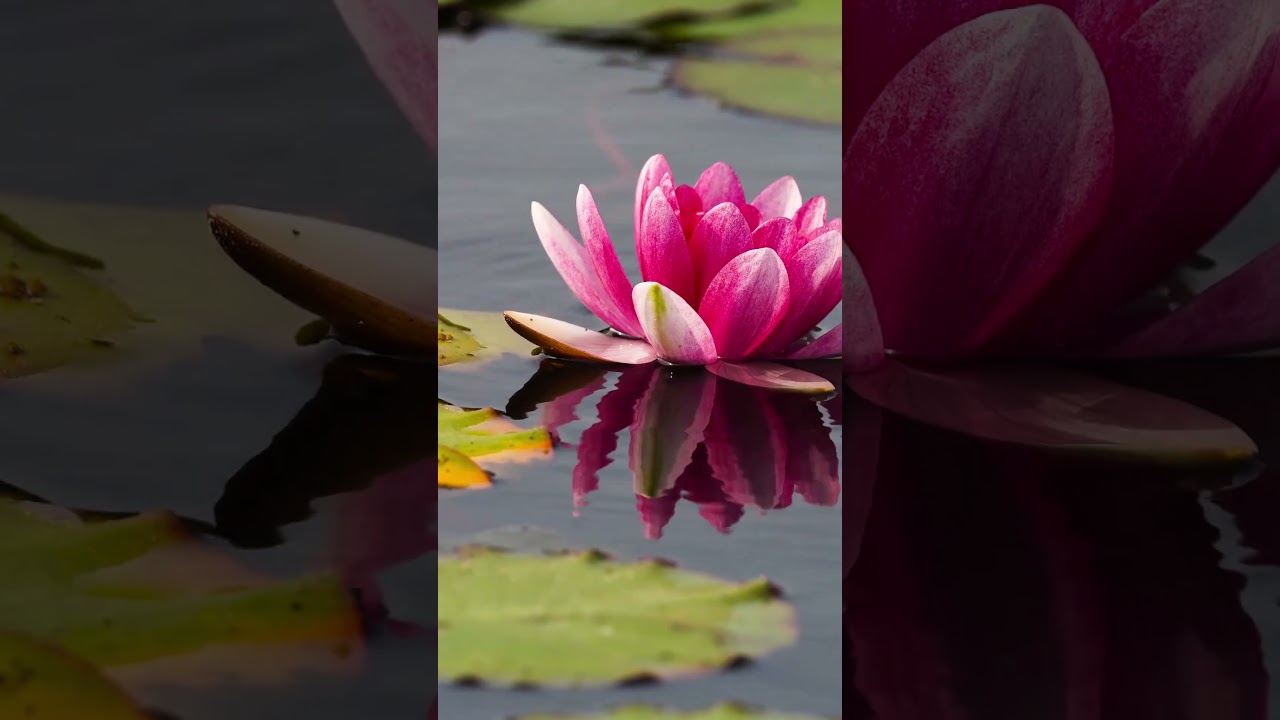 Guarda Spread Love & Kindness To Each Other su YouTube Guarda Spread Love & Kindness To Each Other su YouTube