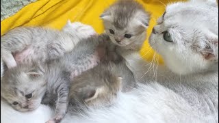Mom cat takes care of her kittens, washes and purrs