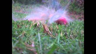 Can Getting Shot By Bb Gun Slow Motion