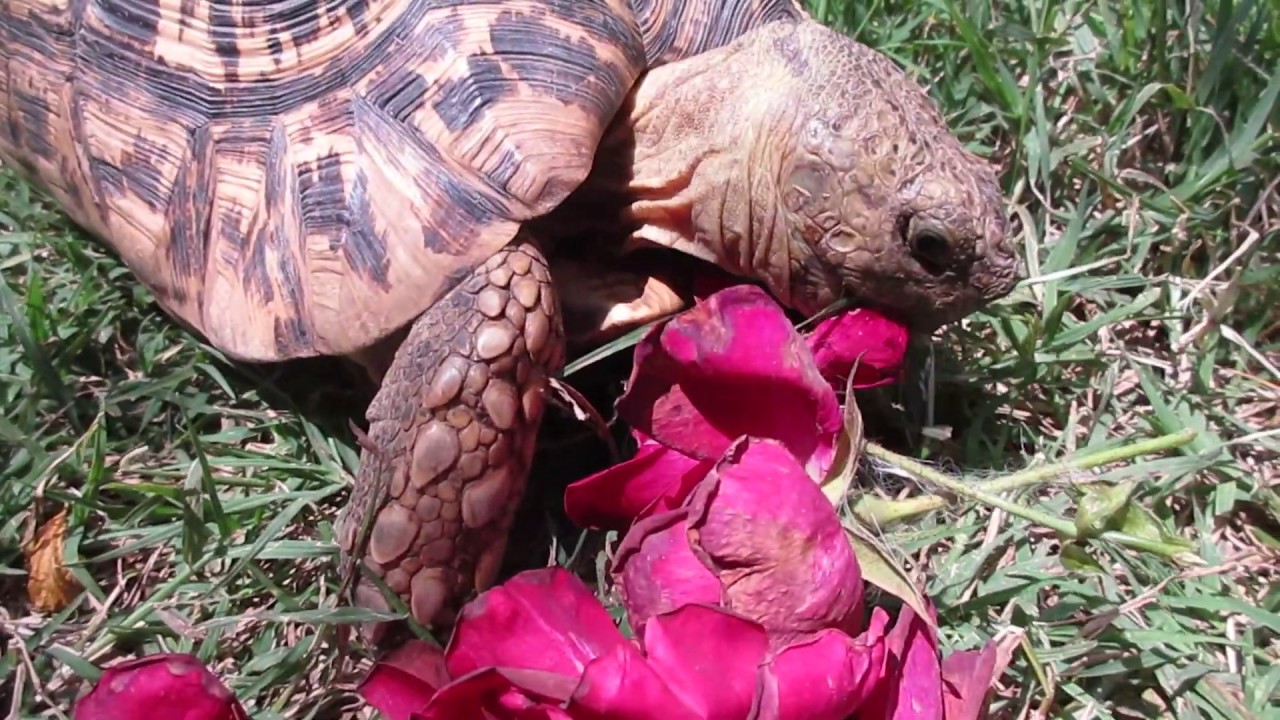 Leopard tortoise | Pets | - YouTube