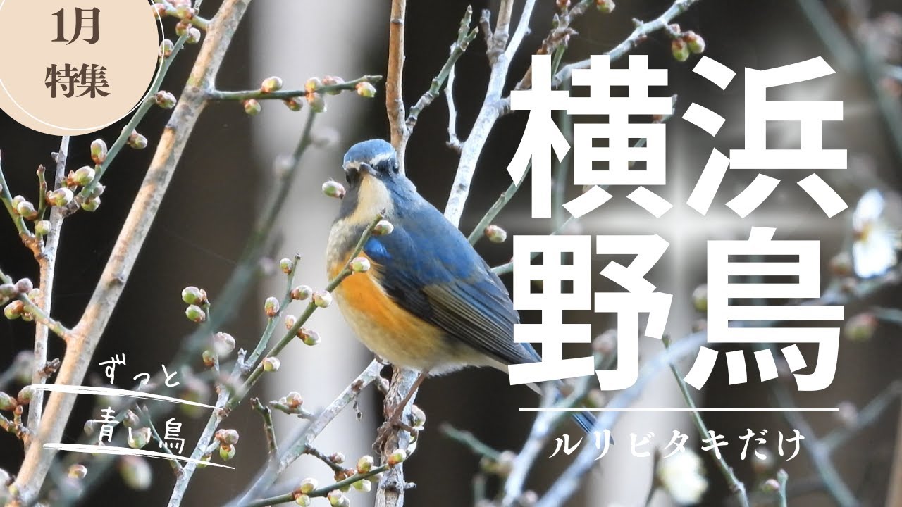 【横浜】幸せの青い鳥、ルリビタキ尽くし。梅と冬の野鳥観察【こども自然公園】