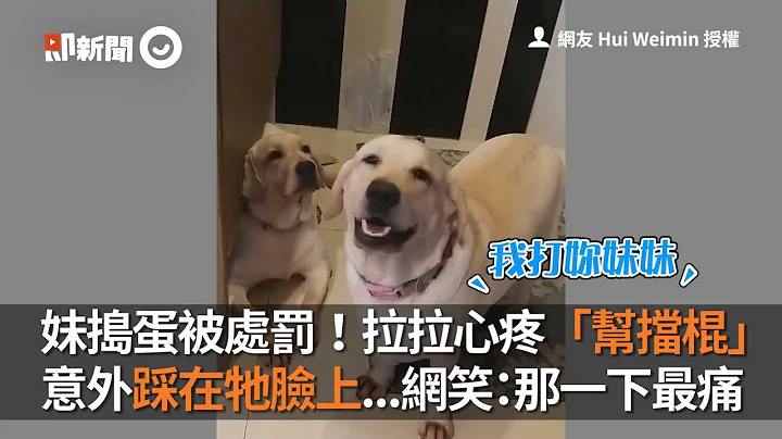 妹捣蛋被处罚！拉拉心疼“帮挡棍”　意外踩在牠脸上...网笑：那一下最痛 - 天天要闻