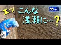 【水辺潜入】漁港の片隅にアミエビを撒いたら…こんな浅瀬にあの魚が?
