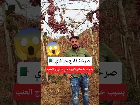 صرخة فلاح جزائري بسبب خسائر كبيرة في منتوج العنب 