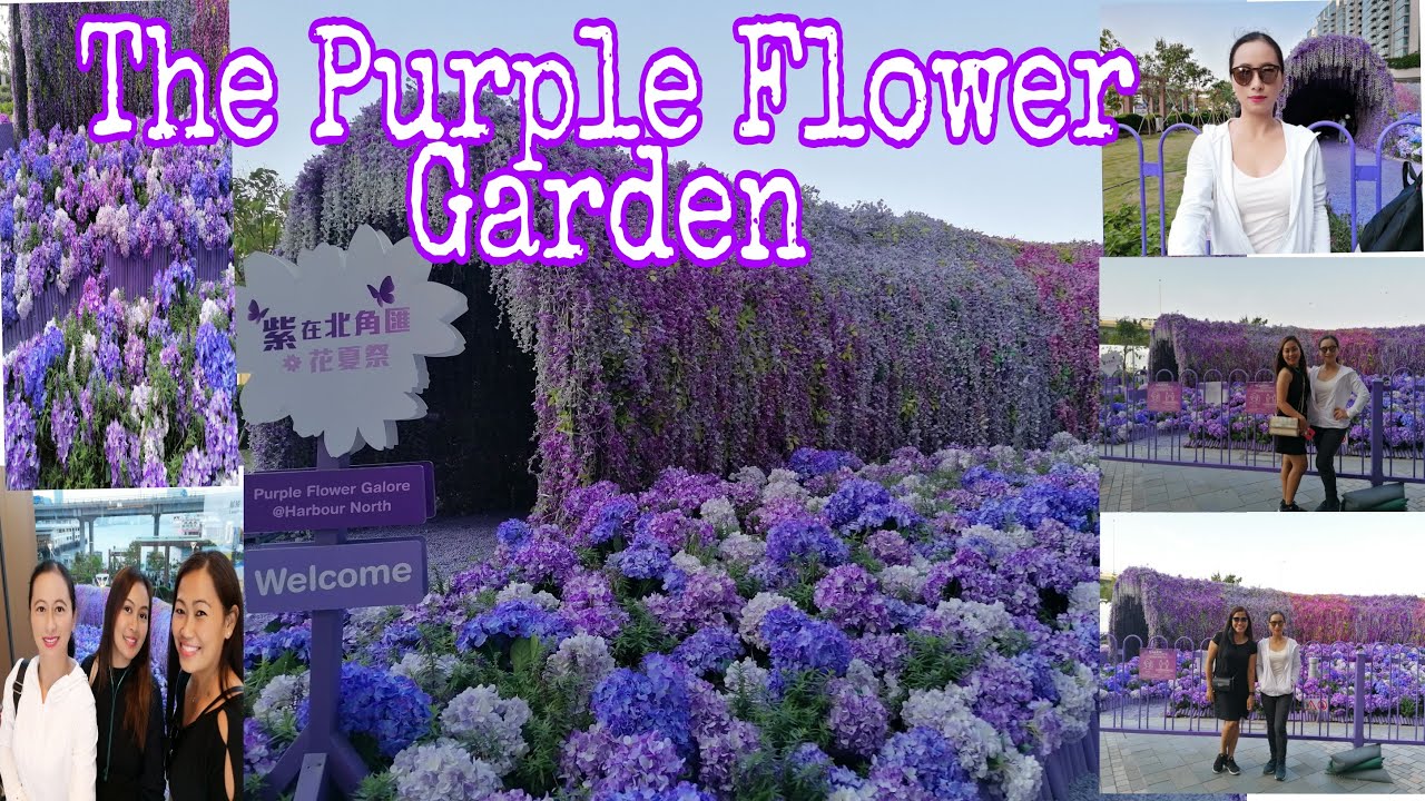 THE PURPLE FLOWER GALORE AT NORTH POINT HONG KONG (Harbour North)
