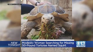 Modesto Woman Searching For Missing Tortoise