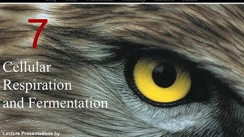 Biology in Focus Chapter 7: Cellular Respiration and Fermentation