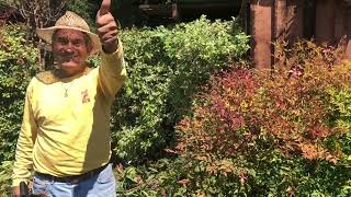 How to do the Right Pruning with Nandina AKA Heavenly Bamboo - Vargas Landscaping Presents