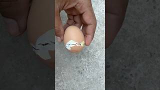 Chick was near to die - open shell instantly #SHORTS