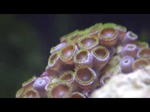 Zoanthid Coral