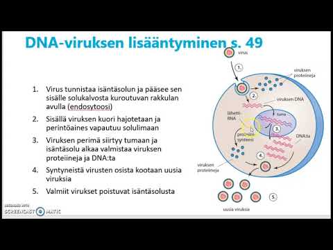 Video: Erot DNA- Ja RNA-virusten Välillä