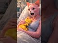 The Poor Pregnant Cat Blessed with a Golden Child #entertainment #cat #funny #cute #laugh #fyp
