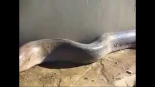 Akbar To3Ban Youtube