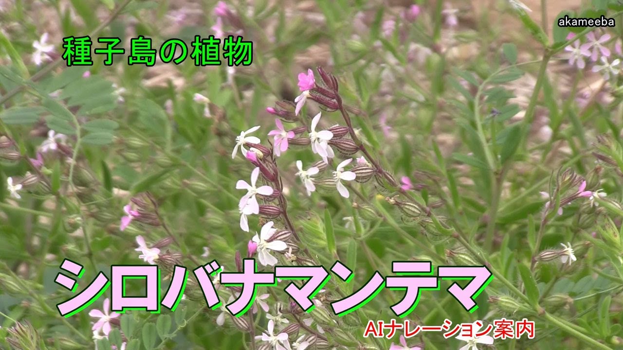シロバナマンテマ 茎の上部に花を総状につけ白色・薄い桃色の花を