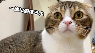 飼い主と遊びたい猫と親猫と遊びたい息子猫