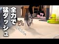 名前を呼ぶとママの所に猛ダッシュで駆け寄って来る子猫が可愛いw
